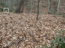 Uji Kejelian Mata Mencari Posisi Kucing di Foto Ini, Yakin Bisa?