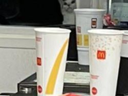 Uji Kejelian Mata Mencari Posisi Kucing di Foto Ini, Yakin Bisa?