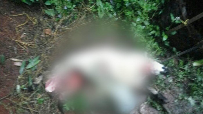 Hewan ternak milik warga di Bandung Barat mati dimangsa anjing liar.
