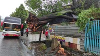 Selain ada satu pohon tumbang yang berada di Jalan Raden Intan, batang pohon sampai terpental ke arah rumah yang berada di depannya. 