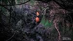 Potret Lorong Tikus Jalur Ikonik Gunung Kerinci di Jambi