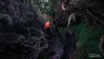 Potret Lorong Tikus Jalur Ikonik Gunung Kerinci di Jambi
