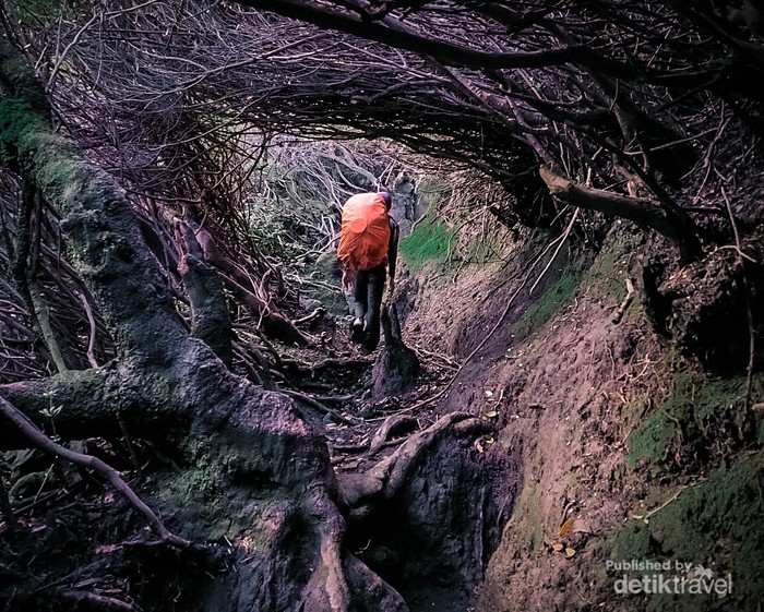 Lorong Tikus Jalur ikonik gunung Kerinci