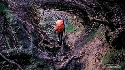 Potret Lorong Tikus Jalur Ikonik Gunung Kerinci di Jambi