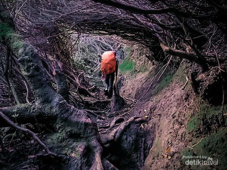 Potret Lorong Tikus Jalur Ikonik Gunung Kerinci di Jambi