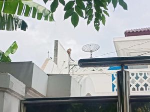 Monyet Berkeliaran di Perumahan Mewah di Ancol, Sempat Gigit Warga