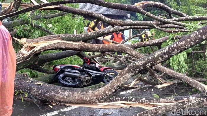 pohon tumbang di trenggalek
