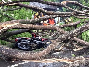 Pohon Tumbang di Trenggalek Timpa Dua Pengendara Motor