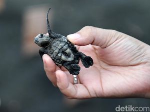 Bali Tidak Ramah buat Penyu Bertelur
