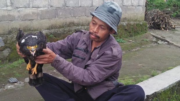 Elang hitam nyaris mati kedinginan diselamatkan petani di Klaten