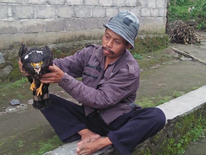 Elang hitam nyaris mati kedinginan diselamatkan petani di Klaten