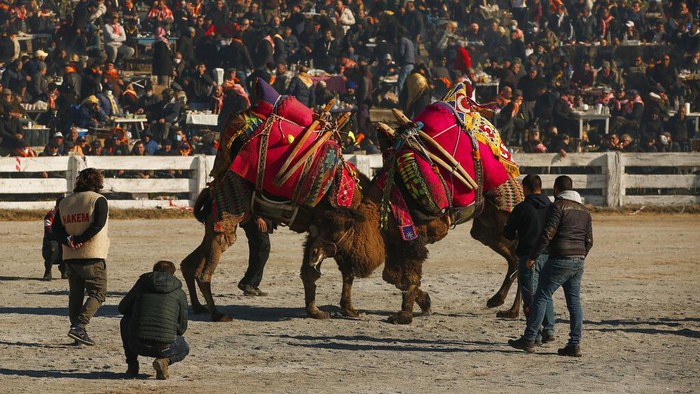 Camels wrestle during Turkeys largest camel wrestling festival in the Aegean town of Selcuk, Turkey, Sunday, Jan. 16, 2022. They were competing as part of 80 pairs or 160 camels in the Efes Selcuk Camel Wrestling Festival, the biggest and most prestigious festival, which celebrated its 40th run. (AP Photo/Emrah Gurel)