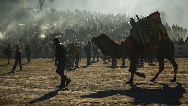 Seekor unta digiring ke arena selama festival gulat unta terbesar Turki di kota Aegean Selcuk, Turki, Minggu, (16/1/2022).
