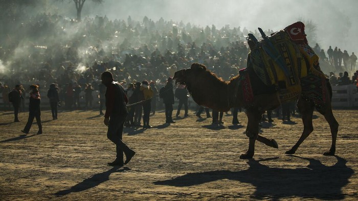 Gulat Unta Camels wrestle during Turkey's largest camel wrestling festival in the Aegean town of Selcuk, Turkey, Sunday, Jan. 16, 2022. They were competing as part of 80 pairs or 160 camels in the Efes Selcuk Camel Wrestling Festival, the biggest and most prestigious festival, which celebrated its 40th run. (AP Photo/Emrah Gurel)