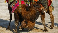 Festival ini biasanya diselenggarakan selama musim kawin - ketika unta jantan sangat ingin memenangkan perhatian dari betina. Untuk membuat unta jantan bergulat, seekor unta betina akan dipertontonkan untuk menarik perhatiannya. Pertandingan yang berlangsung tidak lebih dari 10 menit ini juga tidak meninggalkan cedera serius pada tubuh unta.