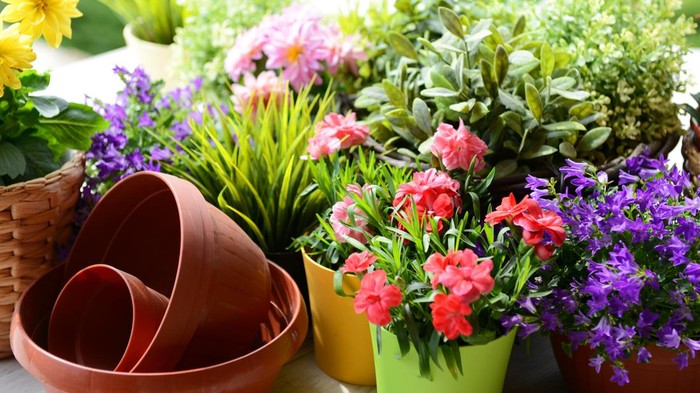 flowers in the gardenhttp://s44.radikal.ru/i104/1305/8d/0af9438704bf.jpg