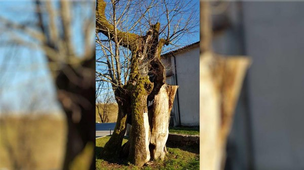 Menurut legenda, pohon limau ini ditanam untuk menandai kuburan Erasmus. Tapi pohon ini rusak parah akibat kebakaran di tahun 2001. (John Malathronas/CNN)