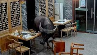 Kelar Makan, Pengunjung Ini Diseruduk Banteng di Dalam Restoran