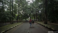 Hutan dengan luas tiga hektar ini ditumbuhi 7.000 batang pohon seperti mahoni, ketapang, asam, kecapi, akasia, pohon sengon, dan lain sebagainya.