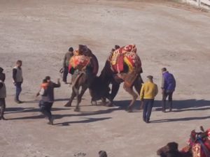 Keunikan Tradisi Gulat Unta di Turki