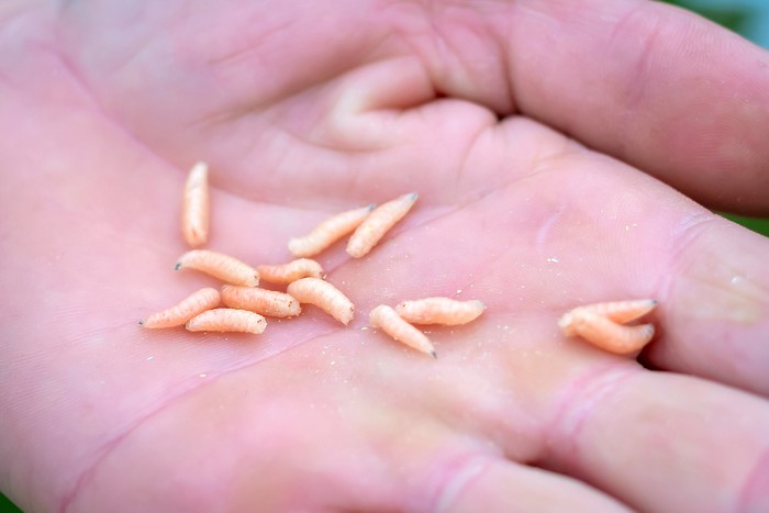 Viral Belatung dalam Vagina, Ini Efek dan Manfaat Makan Belatung Viral Belatung dalam Vagina, Ini Efek dan Manfaat Makan Belatung
