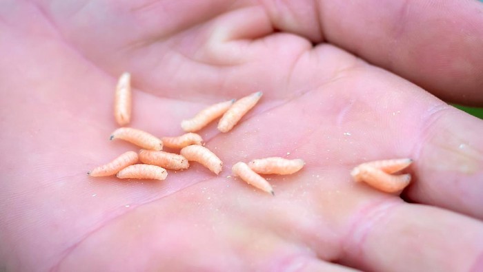 Tak Sengaja Menelan Belatung? Dokter Jelaskan Dampaknya pada Tubuh