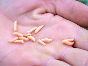 Viral Belatung dalam Vagina, Ini Efek dan Manfaat Makan Belatung