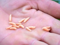 Tak Sengaja Menelan Belatung? Dokter Jelaskan Dampaknya pada Tubuh