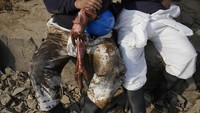 Penampakan pakaian pekerja yang dipenuhi minyak saat beristirahat di sela-sela membersihkan tumpahan minyak di Pantai Cavero.