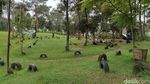 Wisata Murmer di Garut, Bisa Outbond hingga Selfie