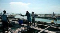 Setiap petak keramba berukuran 12 X 12 meter, memiliki 6 kolam, di setiap kolam diisi bibit kerapu berukuran 12 centimeter sebanyak 5 ribu ekor, rata -rata setiap warga mempunyai 1 sampai 3 petak keramba ikan kerapu.
