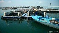 Perawatan cukup sederhana, kerapu sendiri tergolong kanibal, yakni memakan ikan jenis lain, seperti ikan beseng atau ikan cendro, petambak kerambah tinggal rutin memberi makan dalam setahun bakal bisa menikmati hasilnya. 2 kali panen bisa menghasilkan 15 ton ikan kerapu dan harganya setiap kilogramnya cukup fantastis, yakni Rp 65.000 hingga Rp 85.000, kalau ditotal mencapai setengah miliar rupiah.