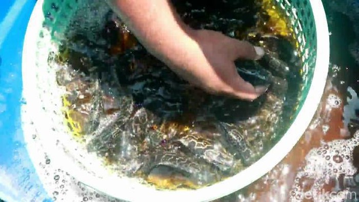 Budi Daya Kerapu Keramba Raup Omzet Rp 500 Juta