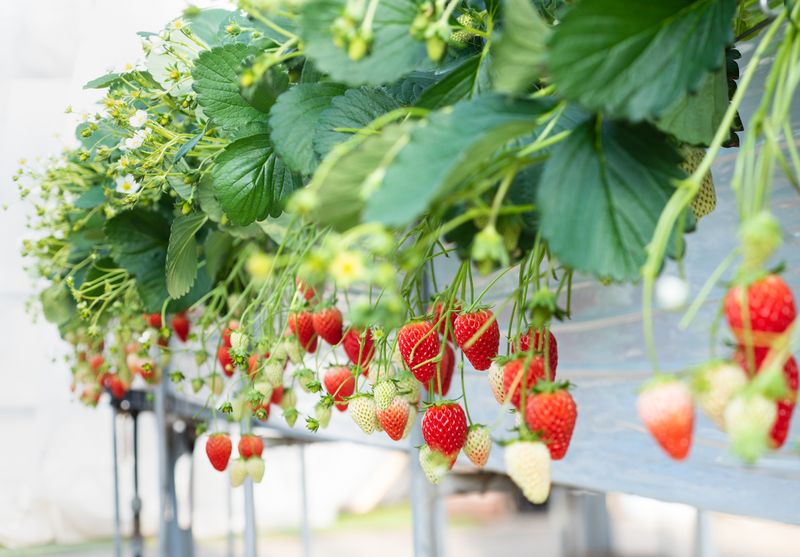 Strawberries a Grown in the Greenhouse. Organic Fruits Image