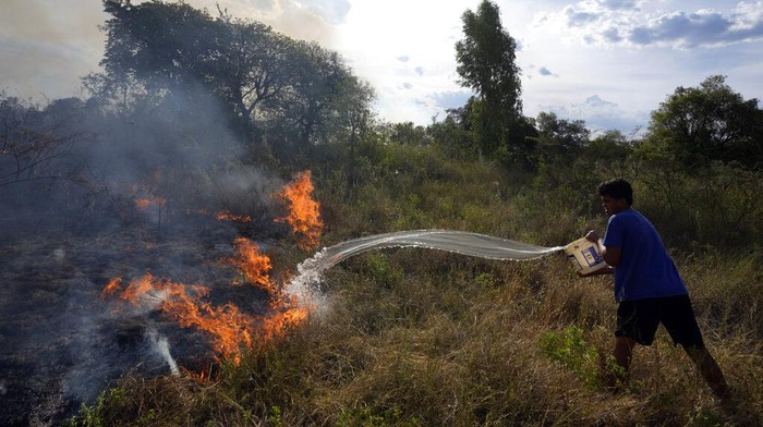 A volunteer firefighter hoses down a hut to prevent it from burning during a brush fire at the Banco San Miguel neighborhood of Asuncion, Paraguay, Tuesday, Jan. 18, 2022. Unusually dry weather is provoking fires on open fields, private ranches and public lands around the city. (AP Photo/Jorge Saenz)