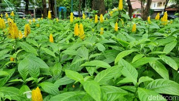 Mode standar. Foto: Adi Fida Rahman/detikINET