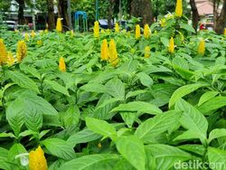 Begini Hasil Jepretan Foto Samsung Galaxy S21 FE