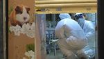 Positif Covid-19, Hewan Imut Hamster di Hong Kong Akan Dimusnahkan