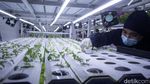 Ladang Cuan dari Vertikal Farming yang Tak Terganggu Hama