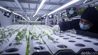Beragam tanaman telah dicoba. Nantinya Sentra Farm akan mencoba tanaman strawberry.