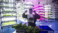 Harga tanaman yang dijual berkisar antara Rp 15 ribu sampai Rp 30 ribu per 250 gram.