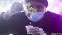 Petugas saat melakukan pemeliharaan tanaman sayuran pada sebuah gudang di Sentra Farm, Cimanggis.