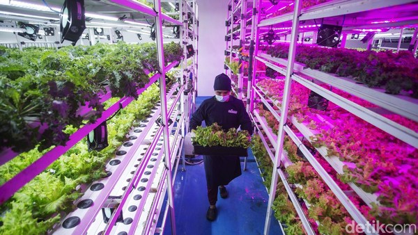 Ladang Cuan dari Vertikal Farming yang Tak Terganggu Hama