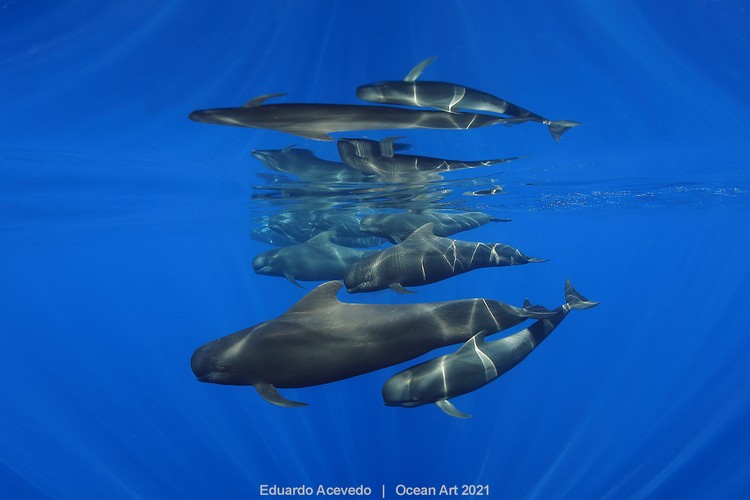 Ocean Art 2021 Ocean Art 2021