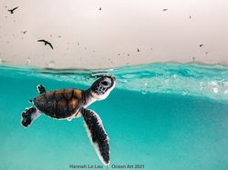 Karya Spektakuler Juara Ocean Art 2021, Lokasi Fotonya Ada di Indonesia