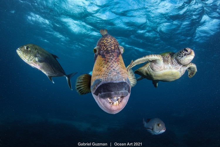 Ocean Art 2021 Ocean Art 2021