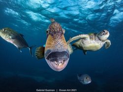 Karya Spektakuler Juara Ocean Art 2021, Lokasi Fotonya Ada di Indonesia