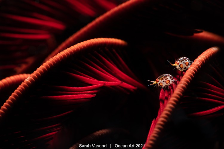 Ocean Art 2021 Ocean Art 2021