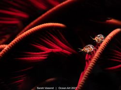 Karya Spektakuler Juara Ocean Art 2021, Lokasi Fotonya Ada di Indonesia