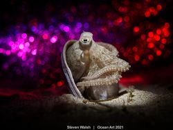 Karya Spektakuler Juara Ocean Art 2021, Lokasi Fotonya Ada di Indonesia